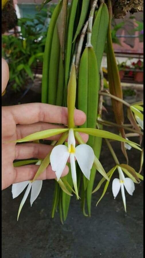 Parkinsons Epidendrum