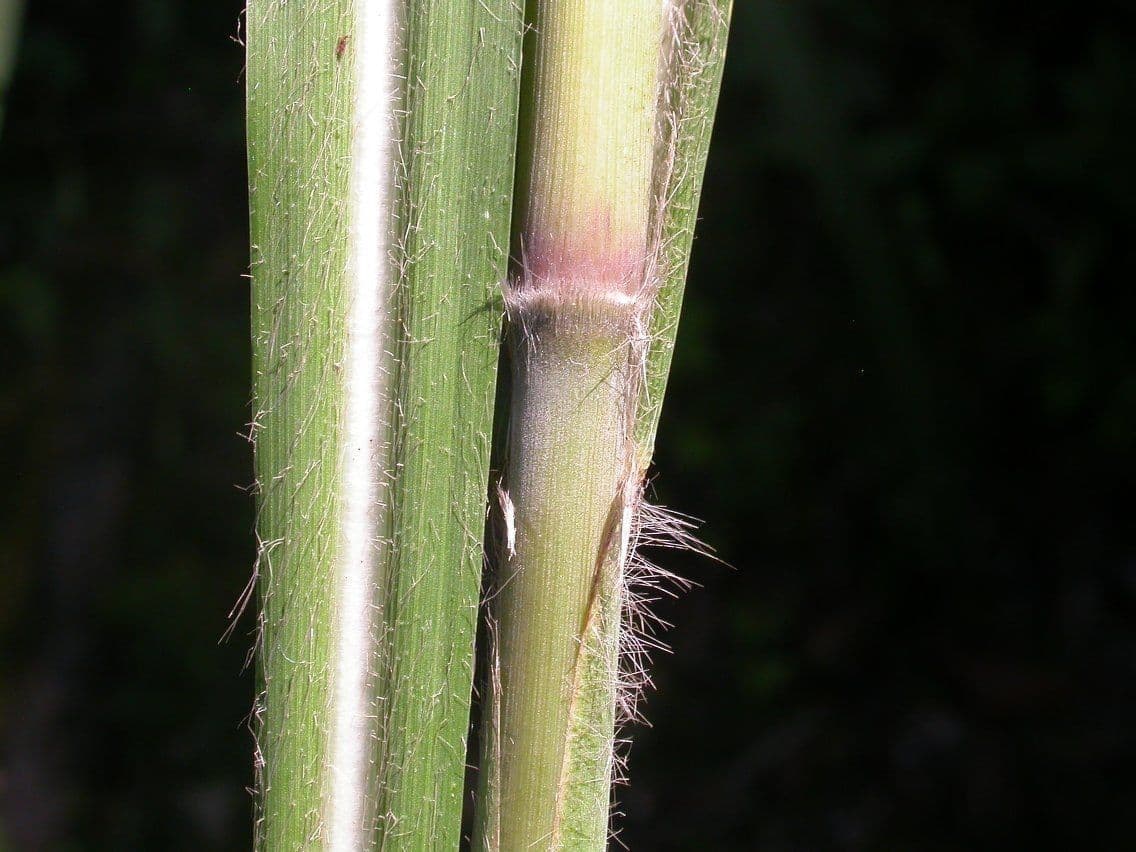 Canna 14