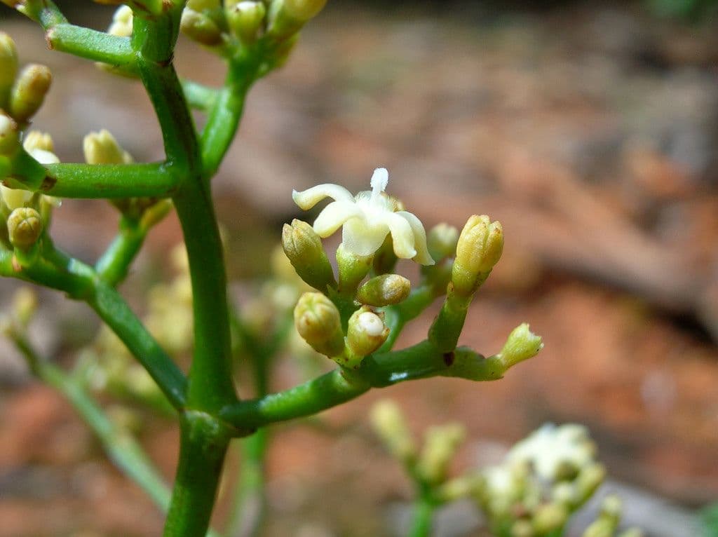 Psychotria