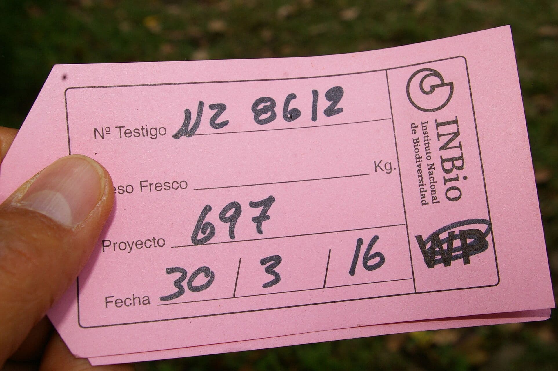 Cavendishia 20