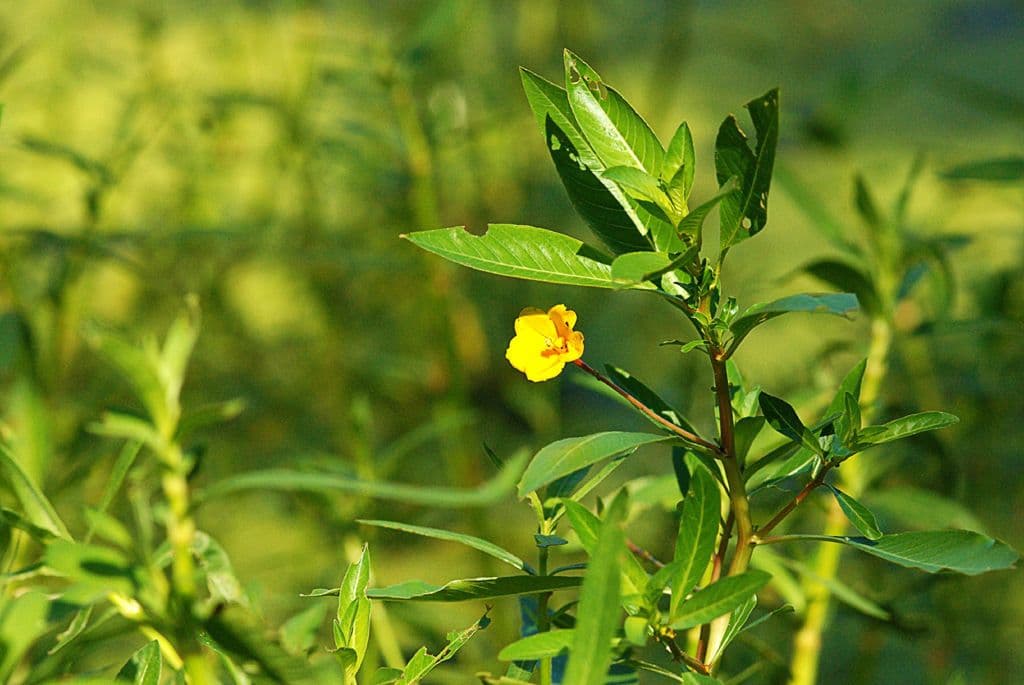 Ludwigia alternifolia 12