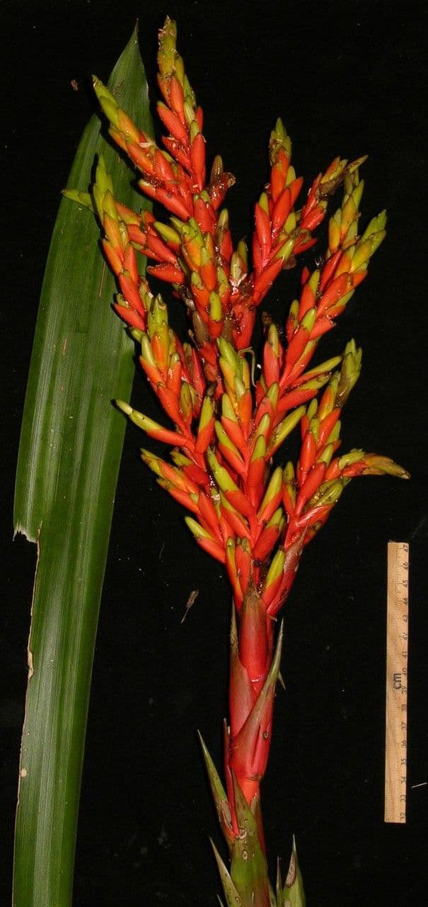 Guzmania di Scherzer 7