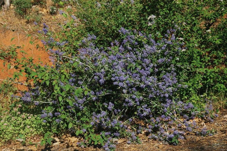 Lemmons Ceanothus 7