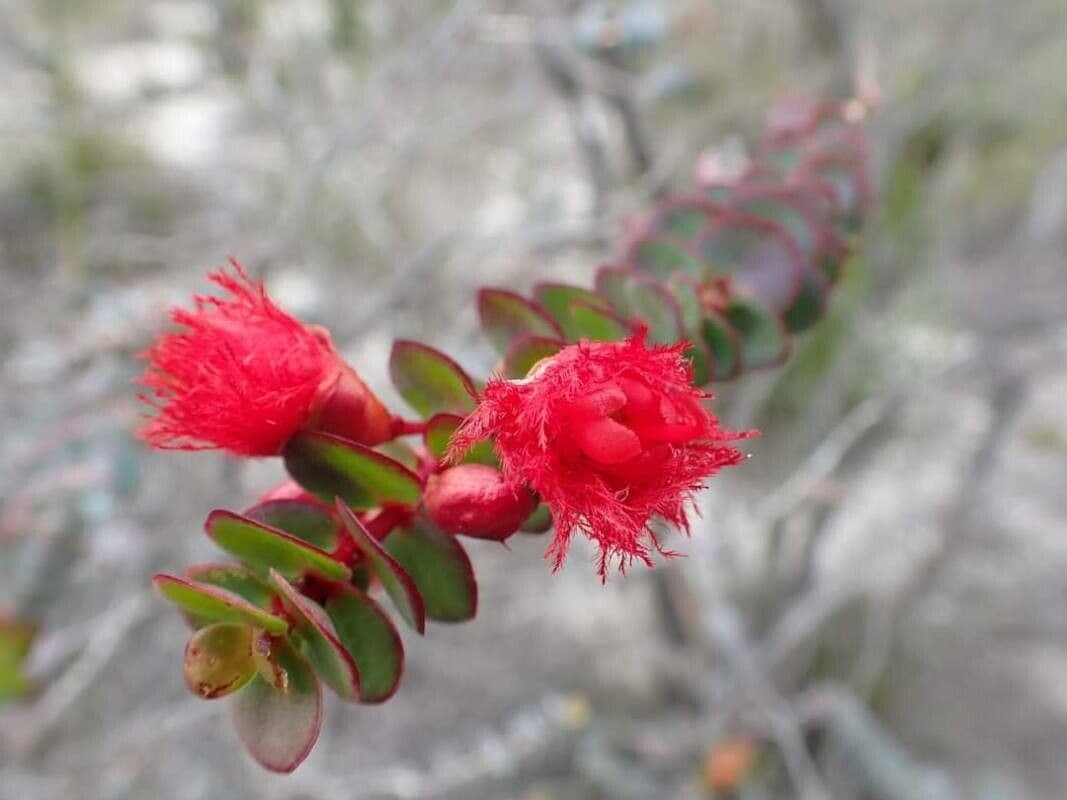 Verticordia 4