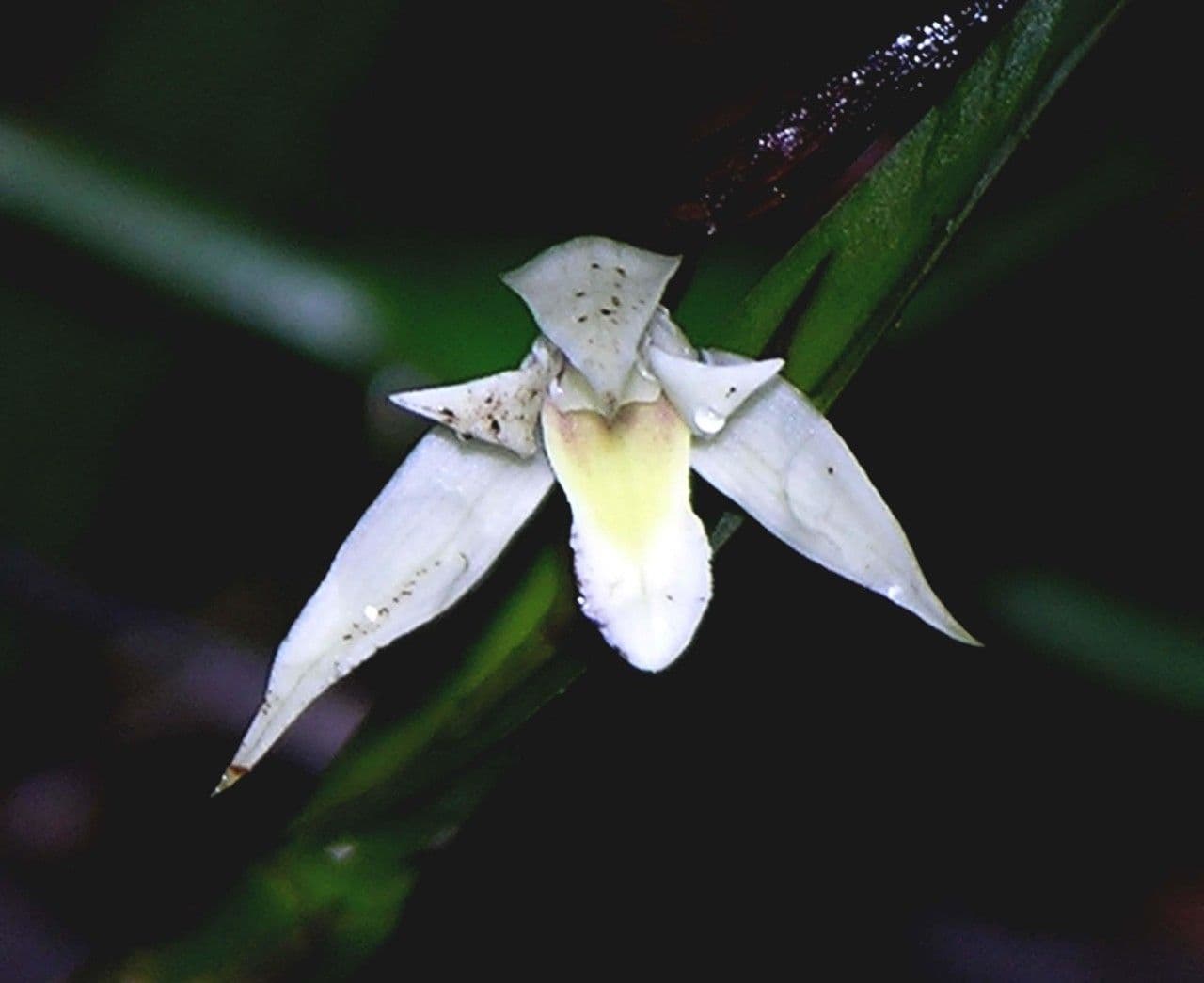 Nidema 3