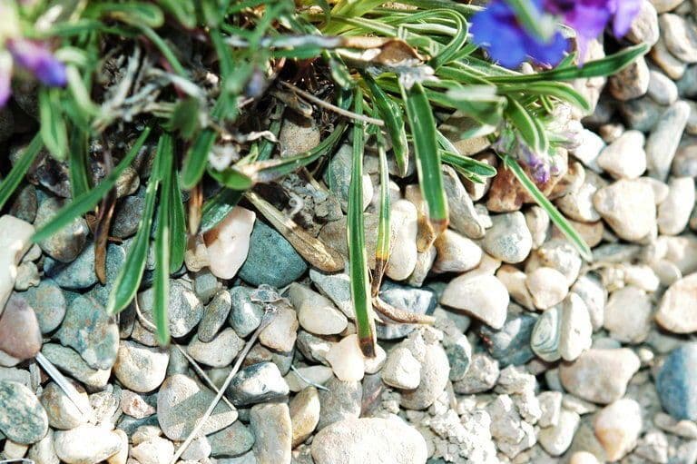 Penstemon 4