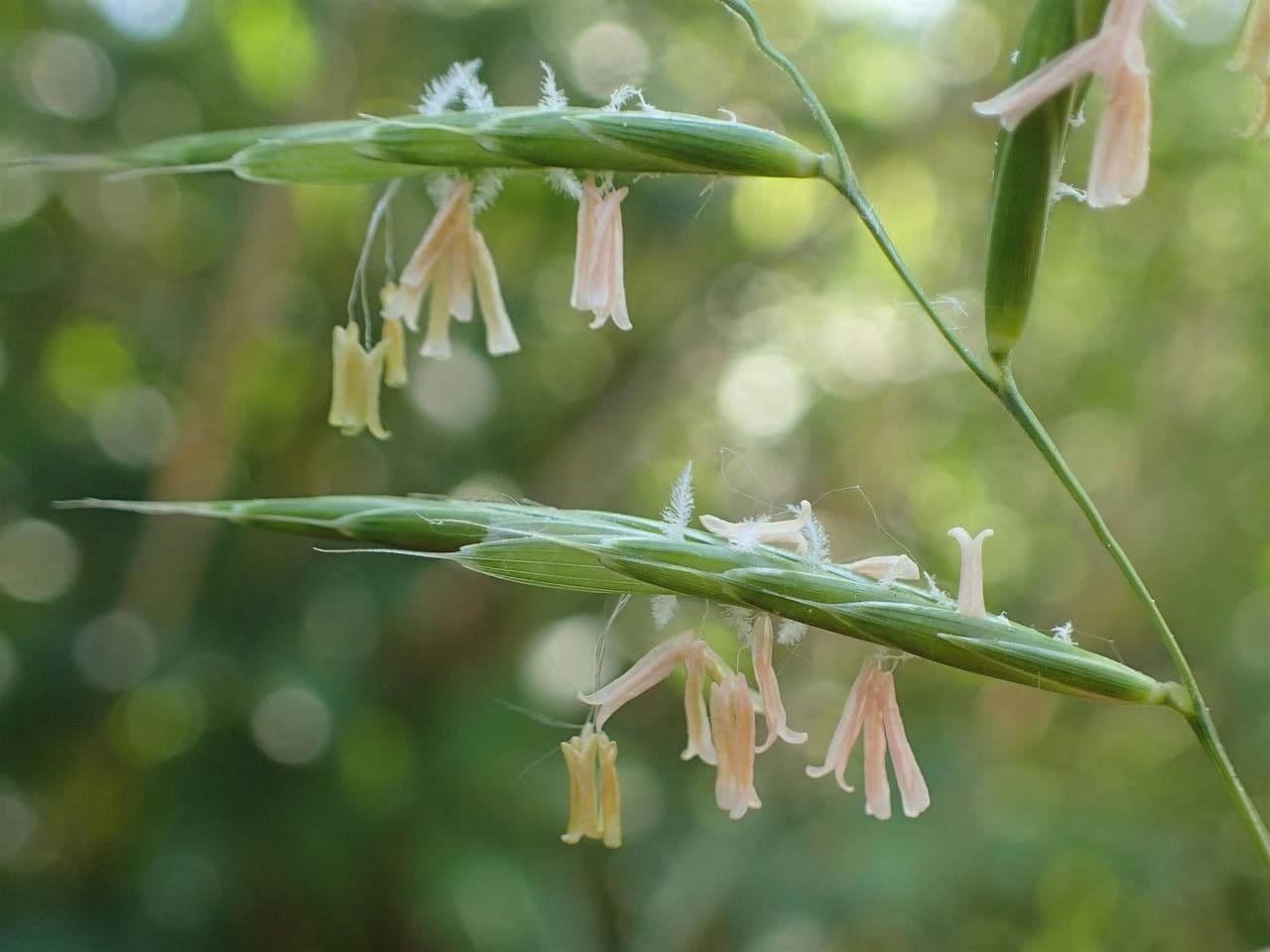 Brachypode penné 13