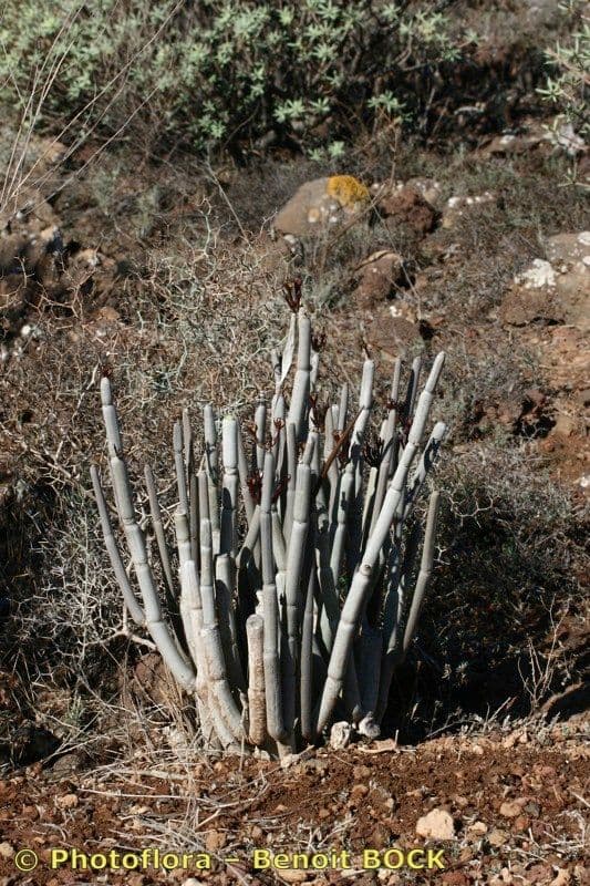 Ceropegia 10
