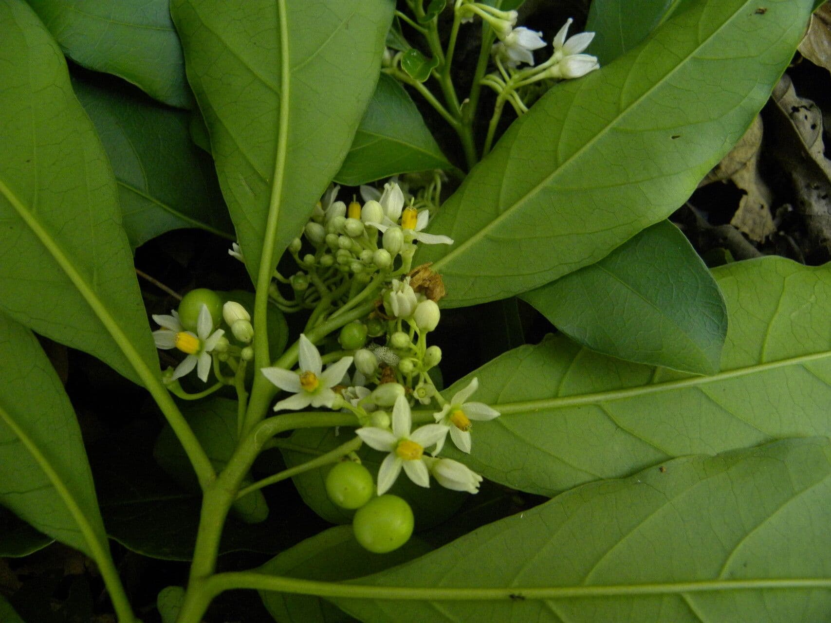 Solano 3