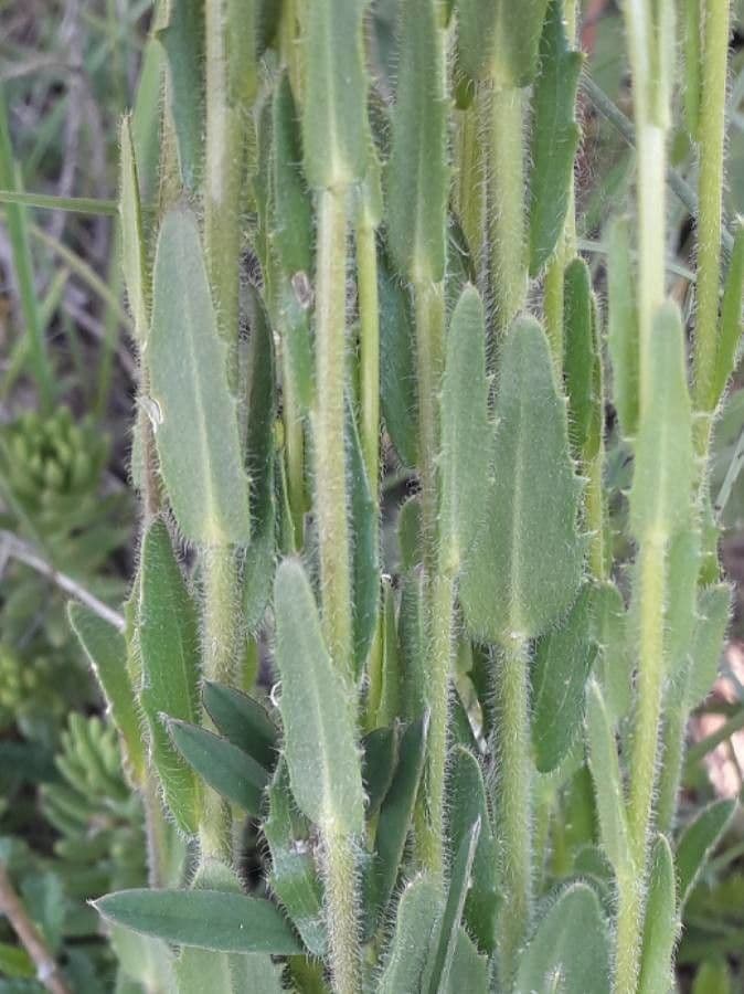 Arabetta irsuta 19