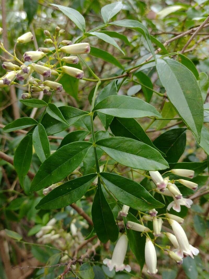 Pandorea 13
