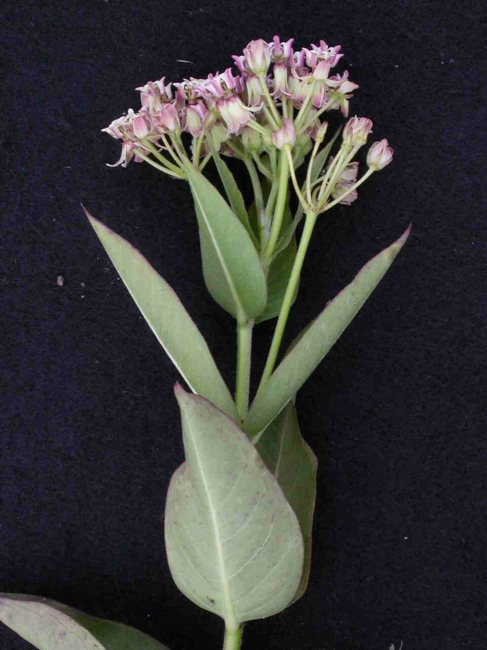 Asclepias mellodora