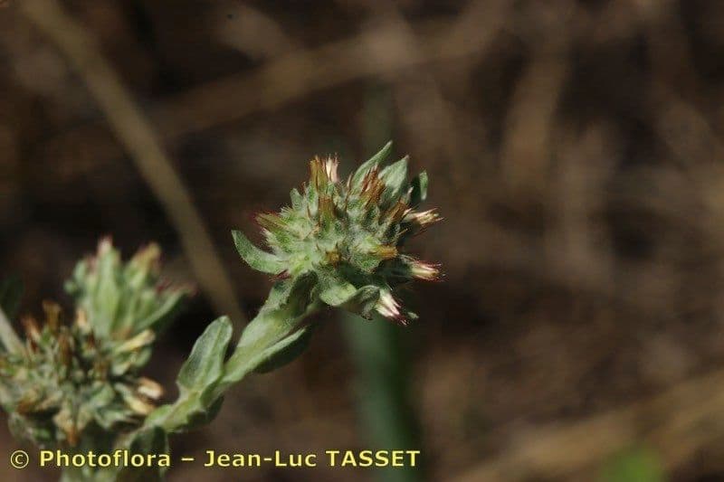 Filago lutea 3