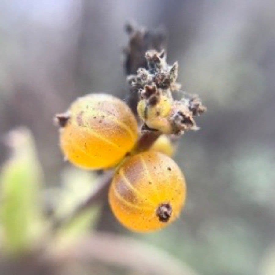Caprifoglio subspicato 4