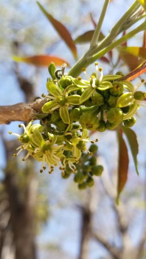 Mexické jablko 6