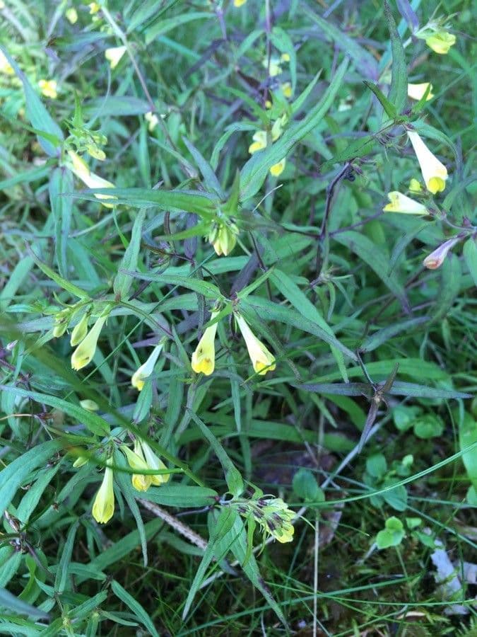 Melampyrum lineare 6
