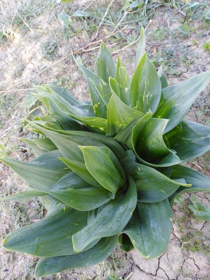 Scilla marittima 17