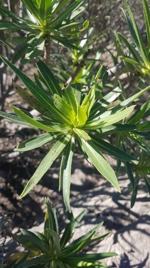 Echium 16