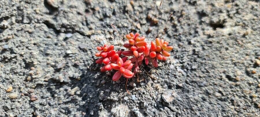 Borracina cerulea