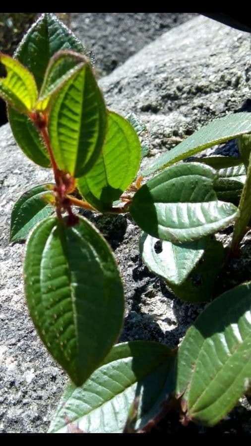 Miconia 2