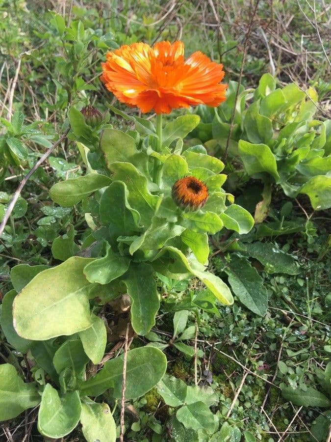 Calendula 27