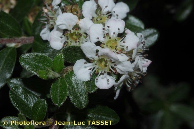 Cotoneaster de hoja entera 7
