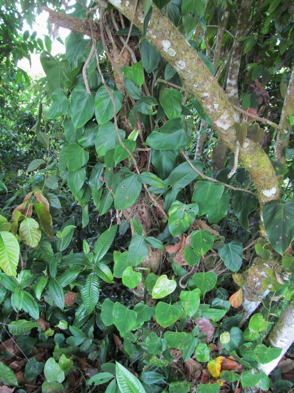 Philodendron 2