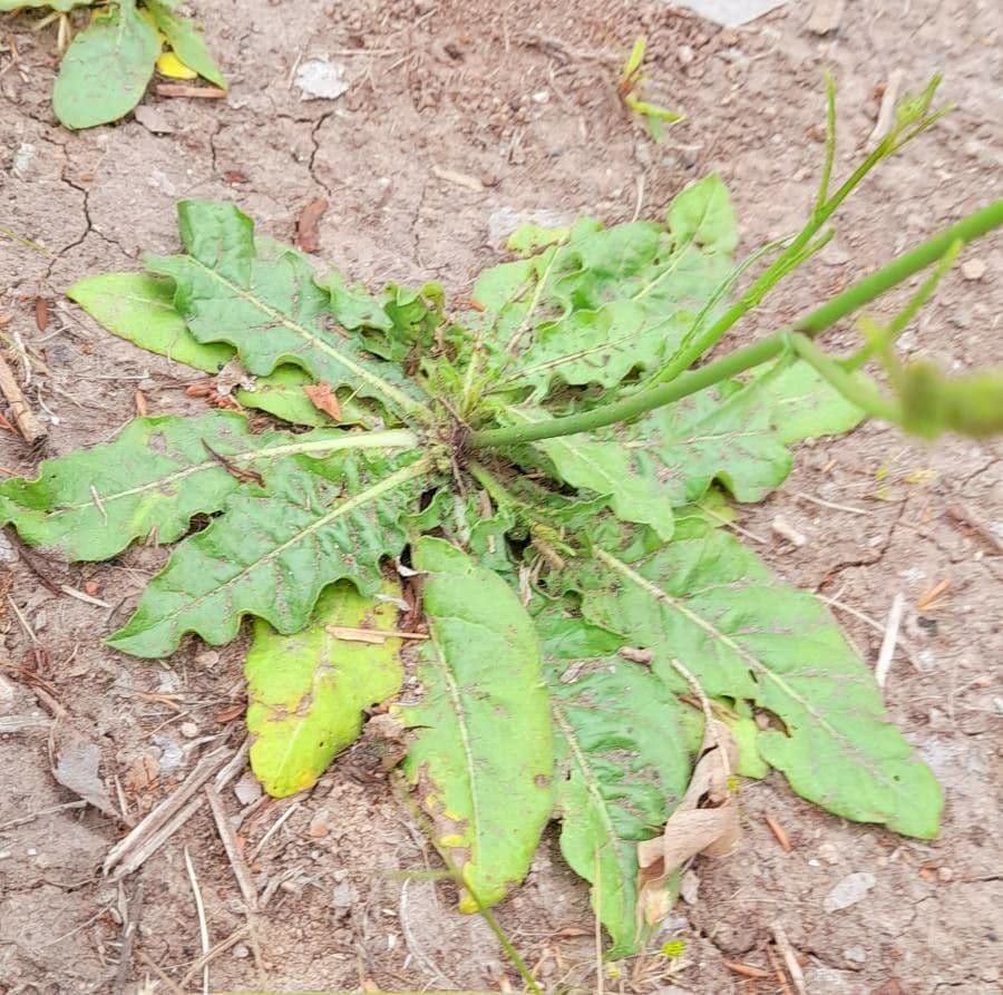 Tabaco de flor larga 12