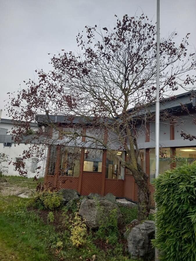 Geldbaum 13