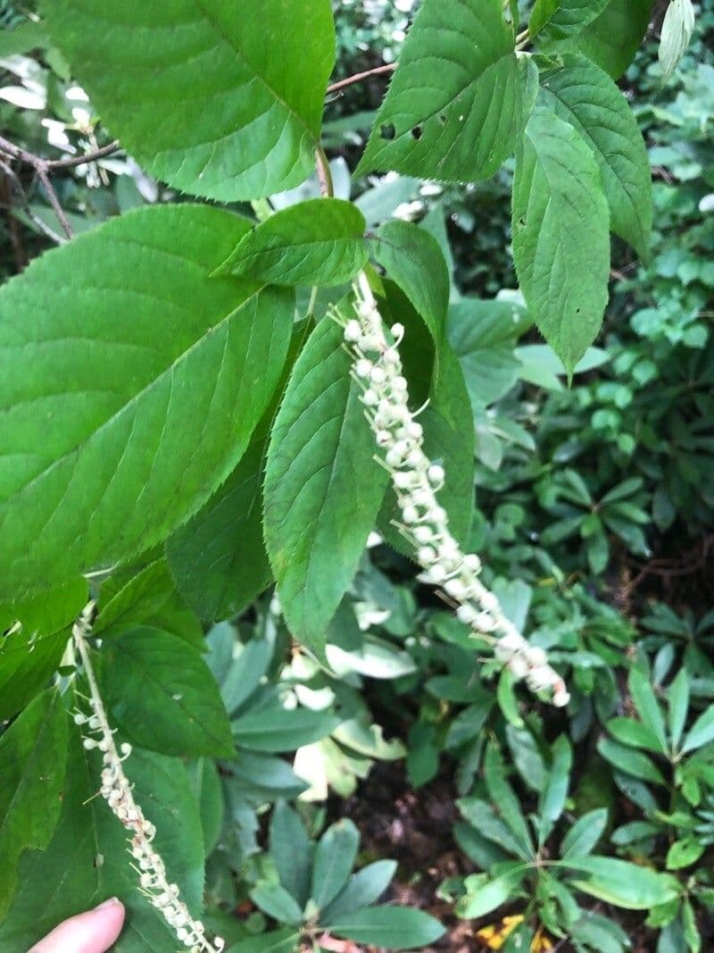 Clethra 2