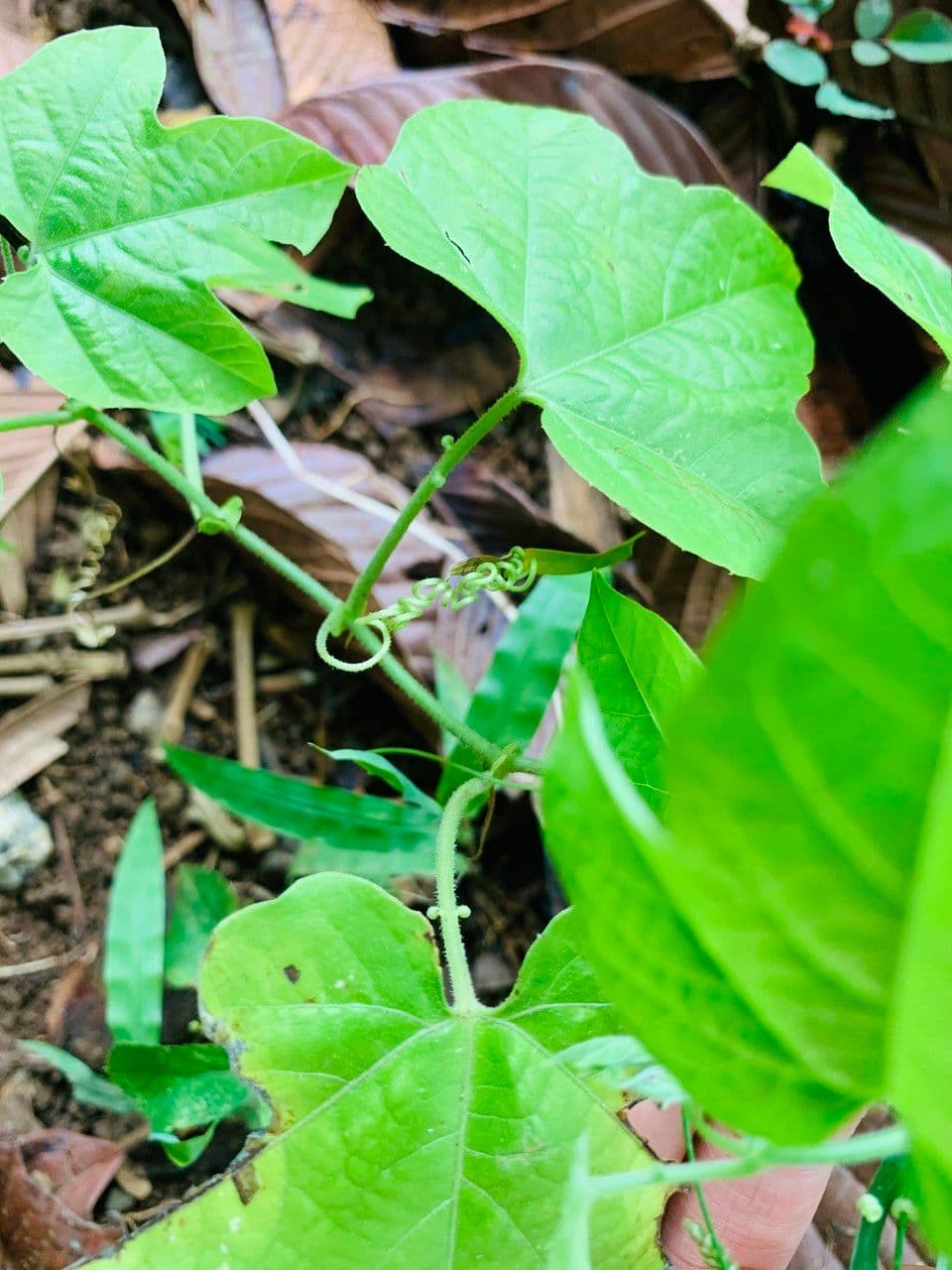 Passiflora 17