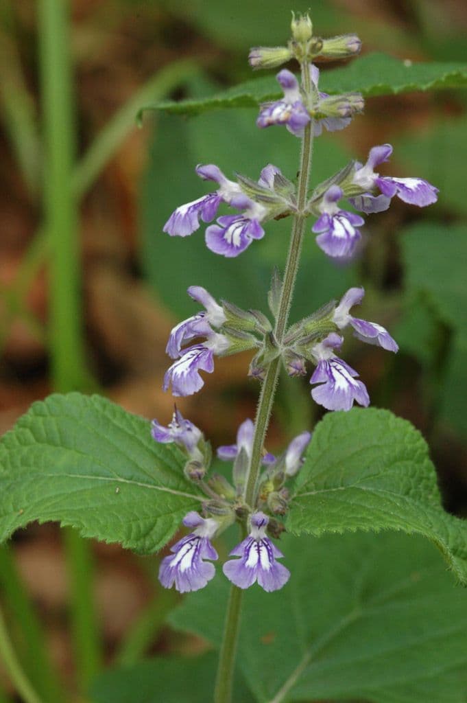 Nettleleaf sage 2