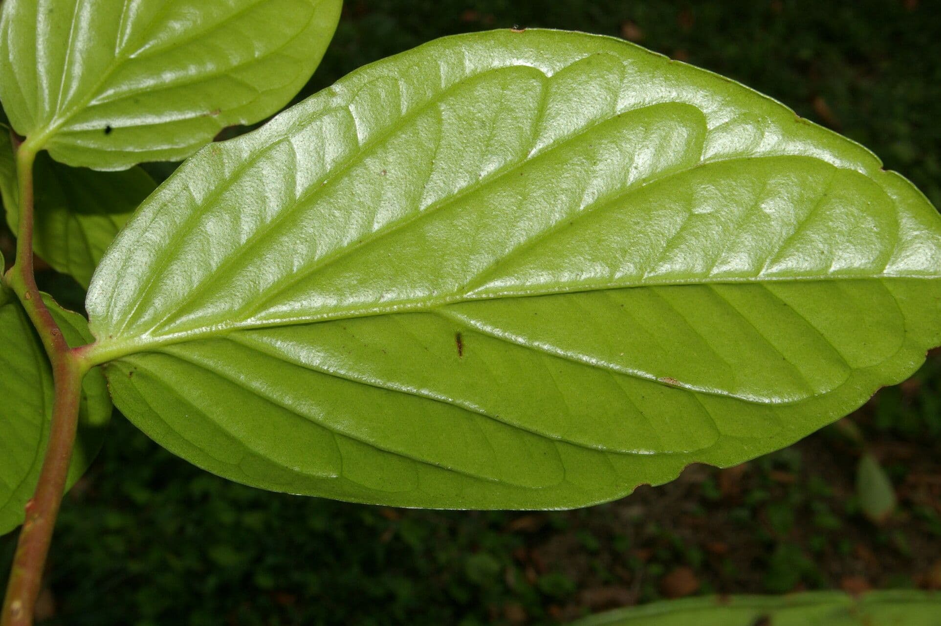 Cavendishia ascellare 9