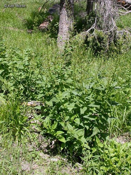 Scrofularia lanceolata 5