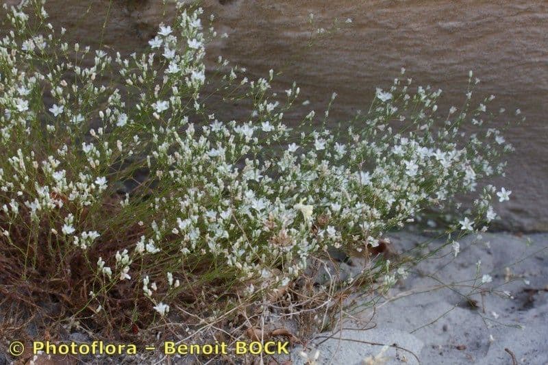 Minuartia setacea 9