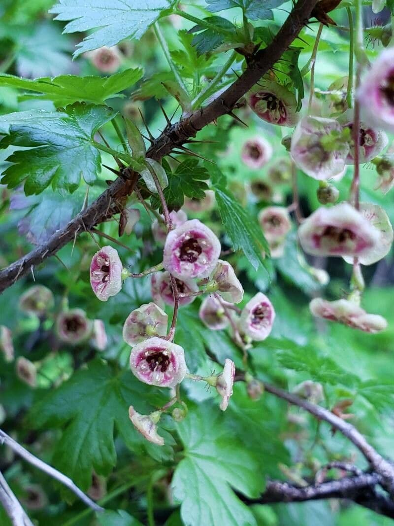 Ribes lacustre 9