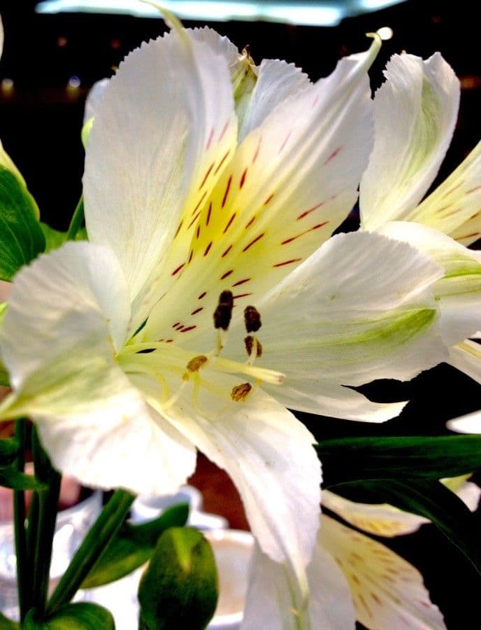 Alstroemeria aurea 27