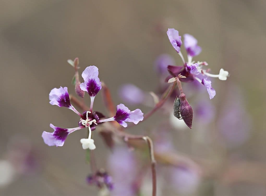 Clarkia 3