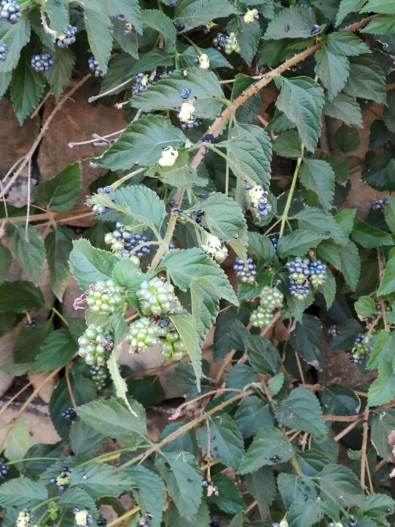 Lantana