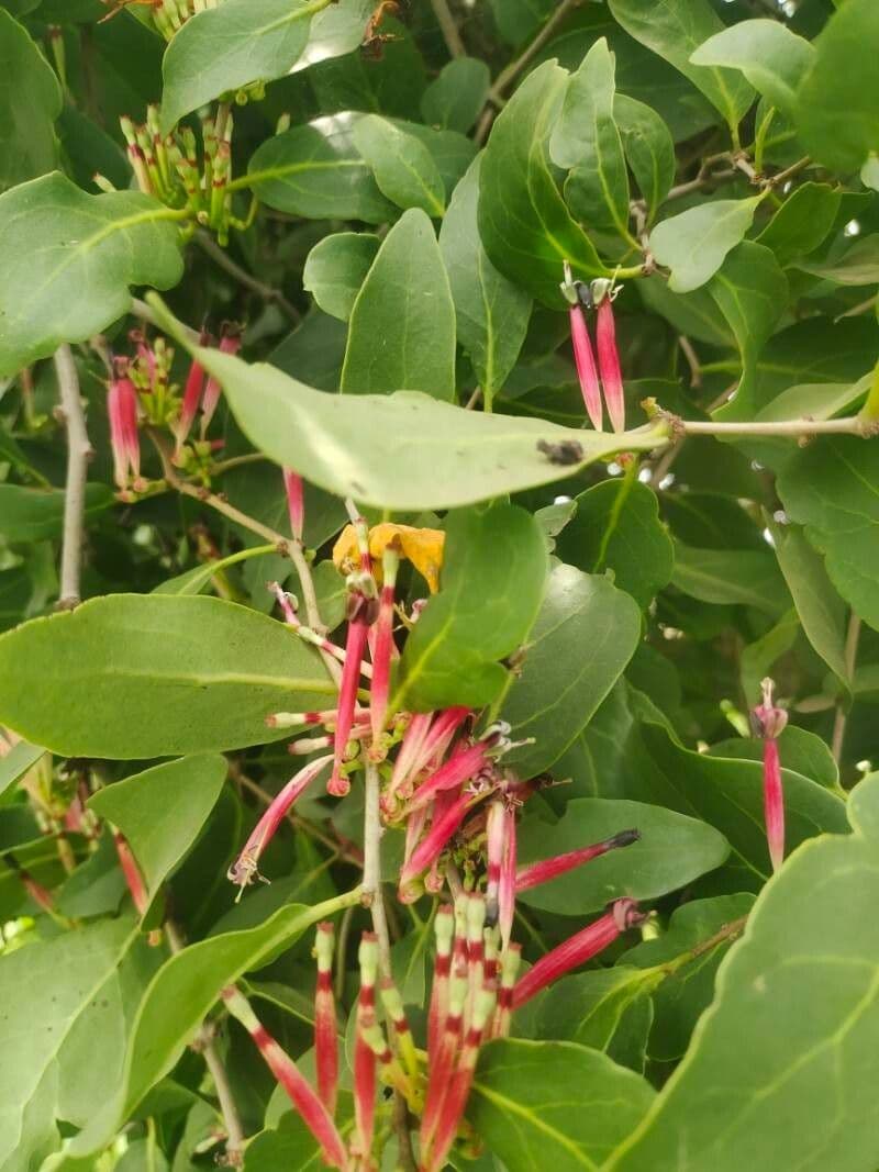 Tapinanthus 2