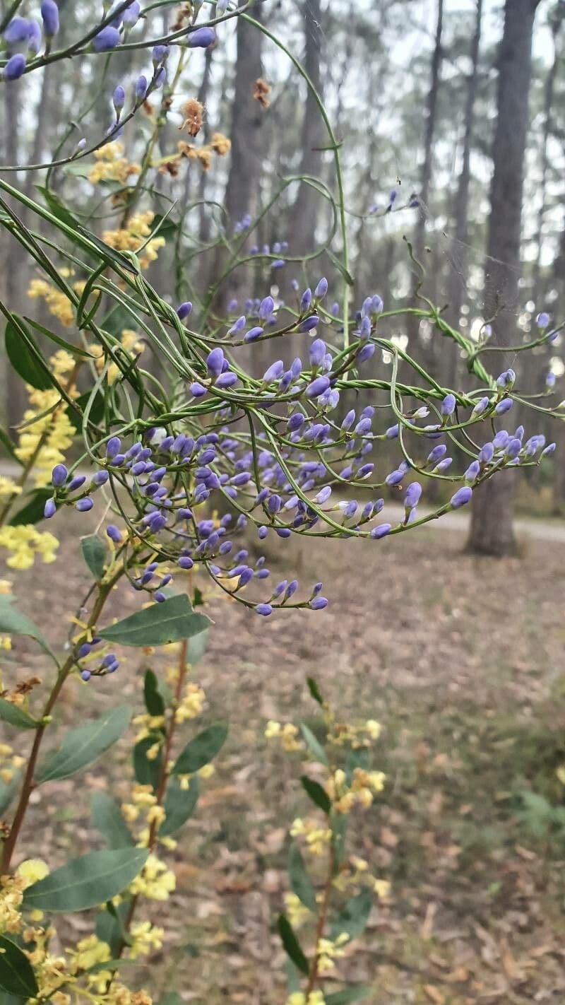 Comesperma