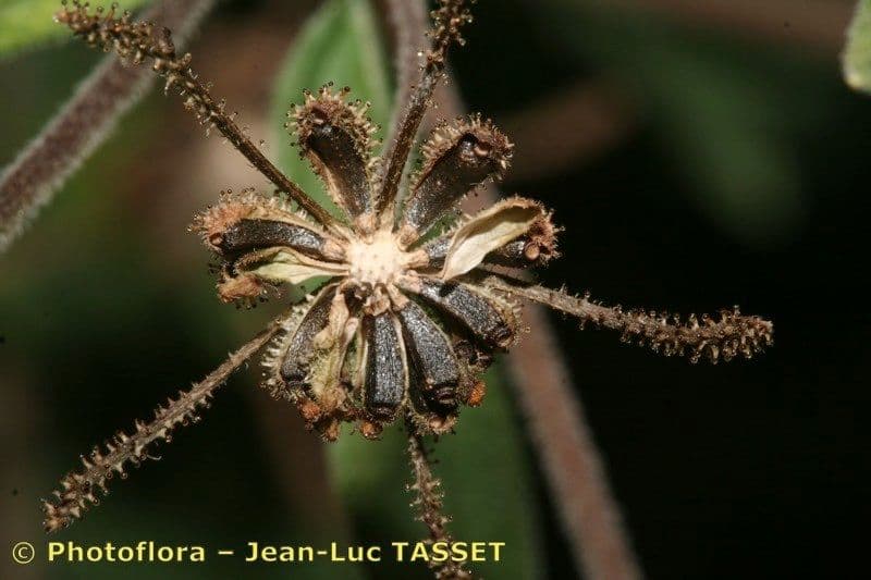 Sigesbeckia orientalis 2
