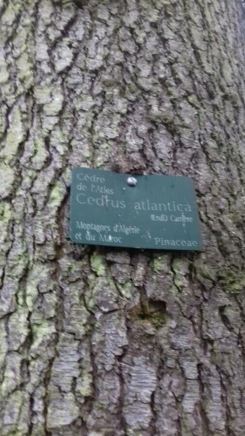 Cedro dell'Atlante 30