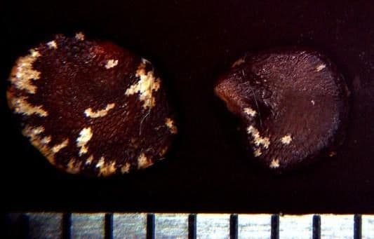Solanum 11