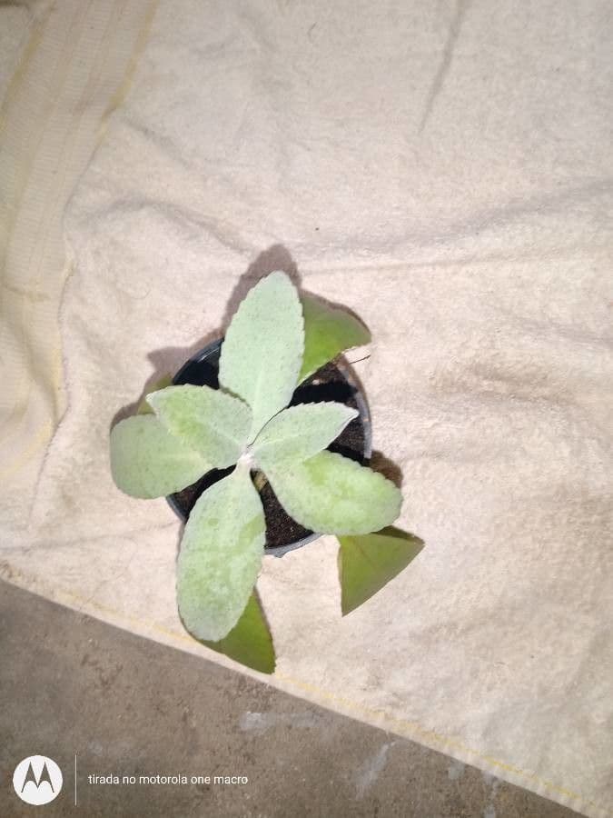 Kalanchoe 4