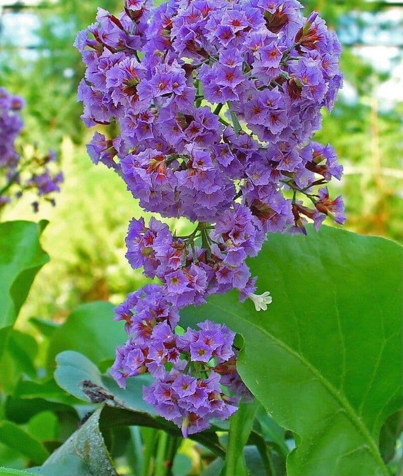 Limonio arboreo