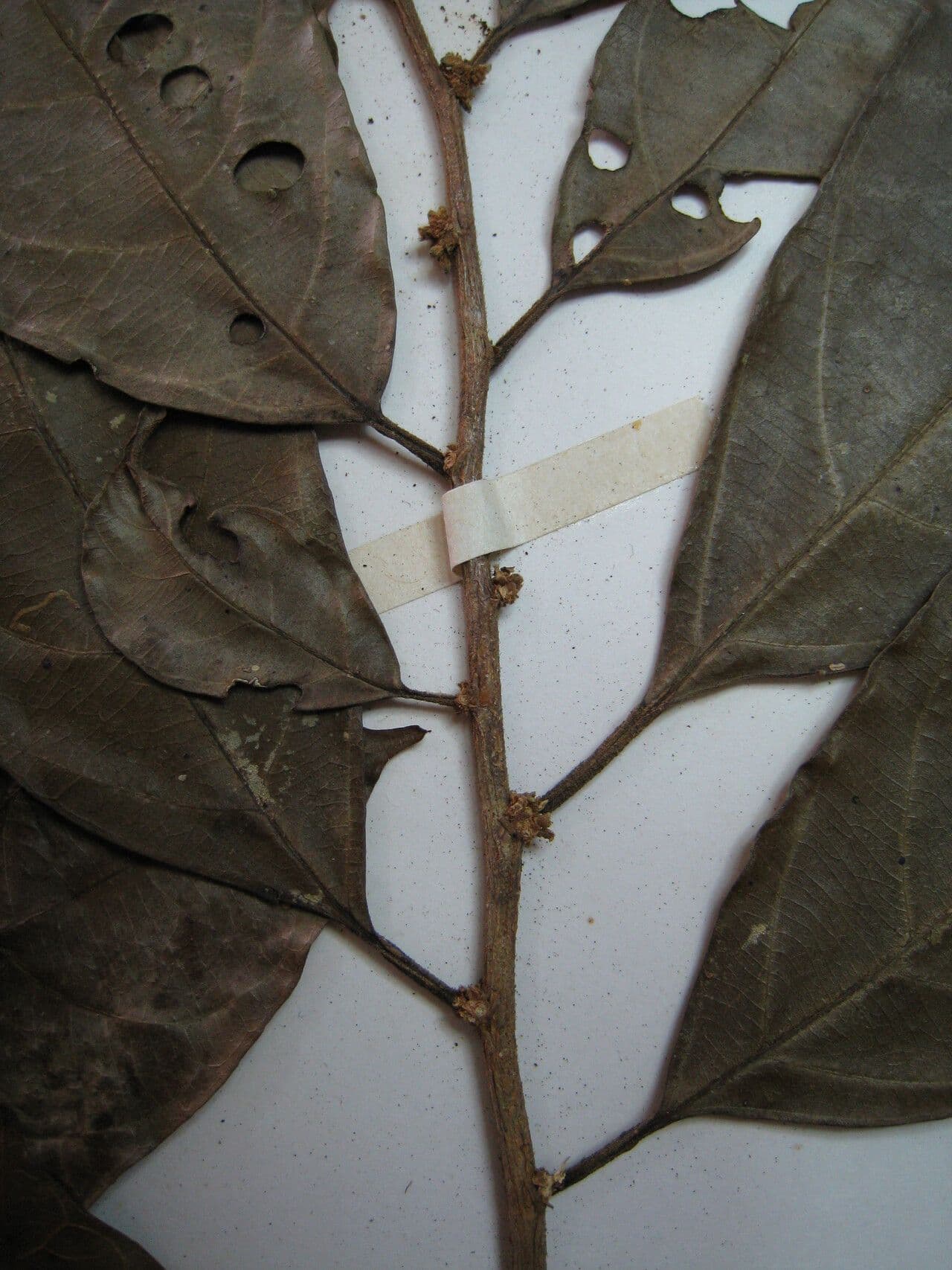Casearia 2