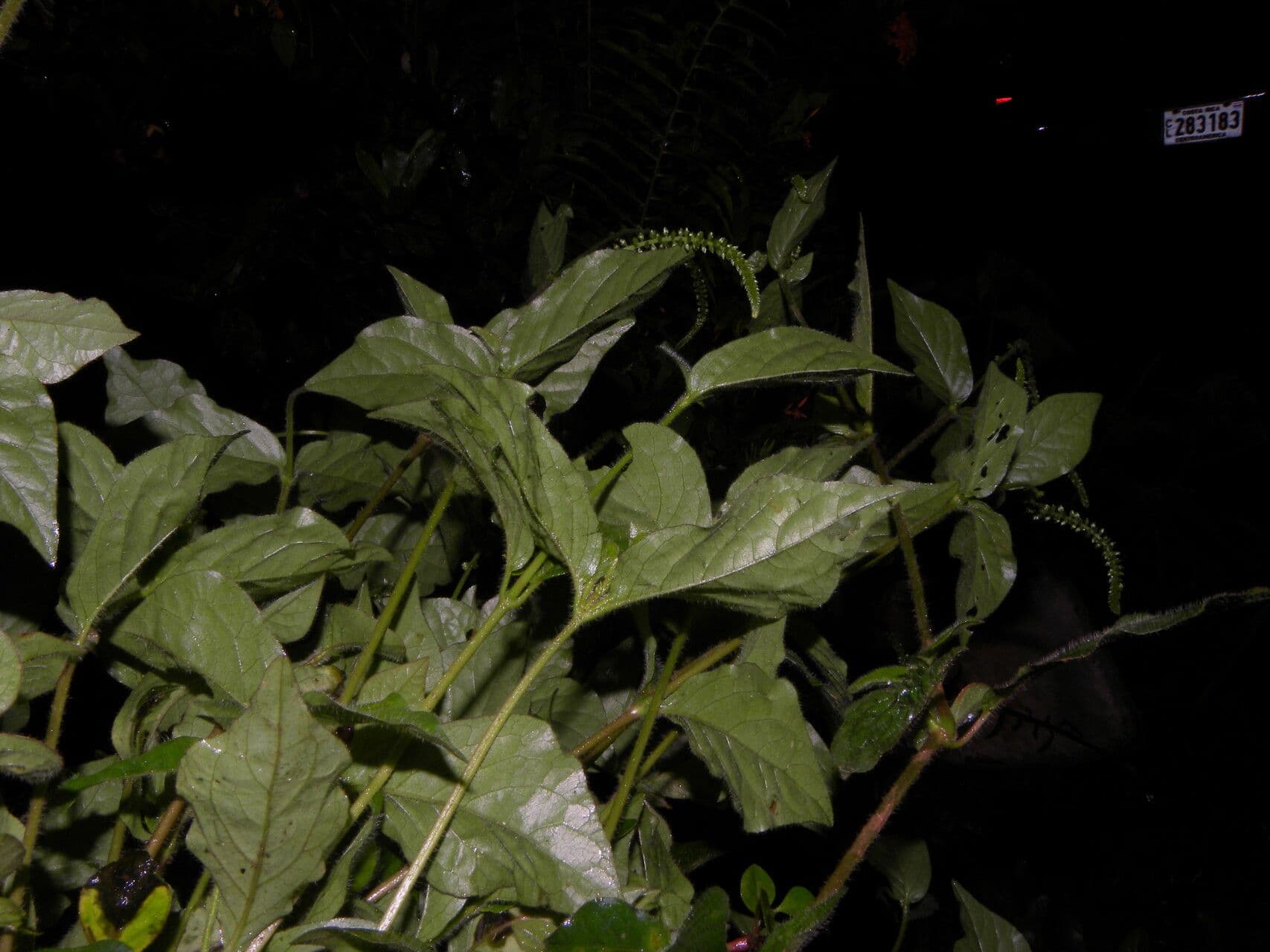 Cyathula prostrata 10