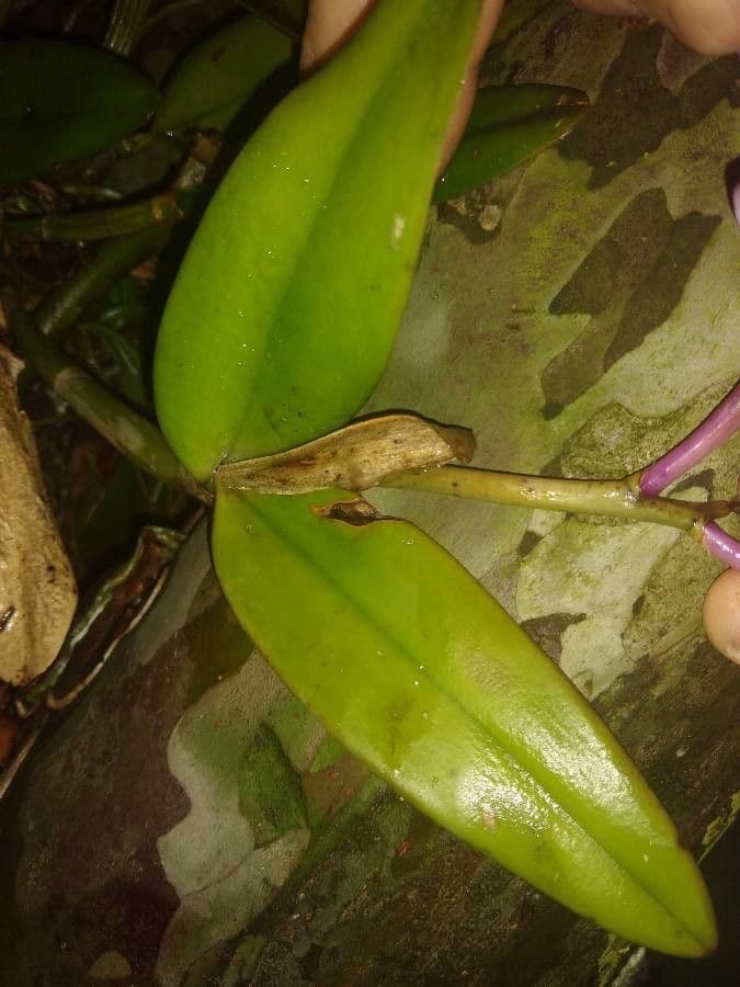 Loddiges-Cattleya 9