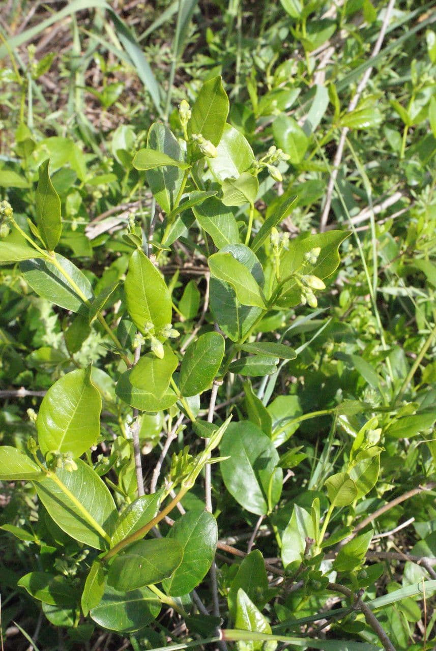 Periploca greca 12